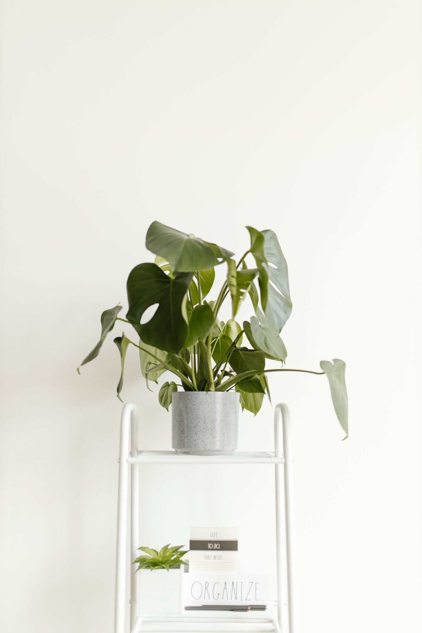 A monstera plant on a white shelf against a pale wall