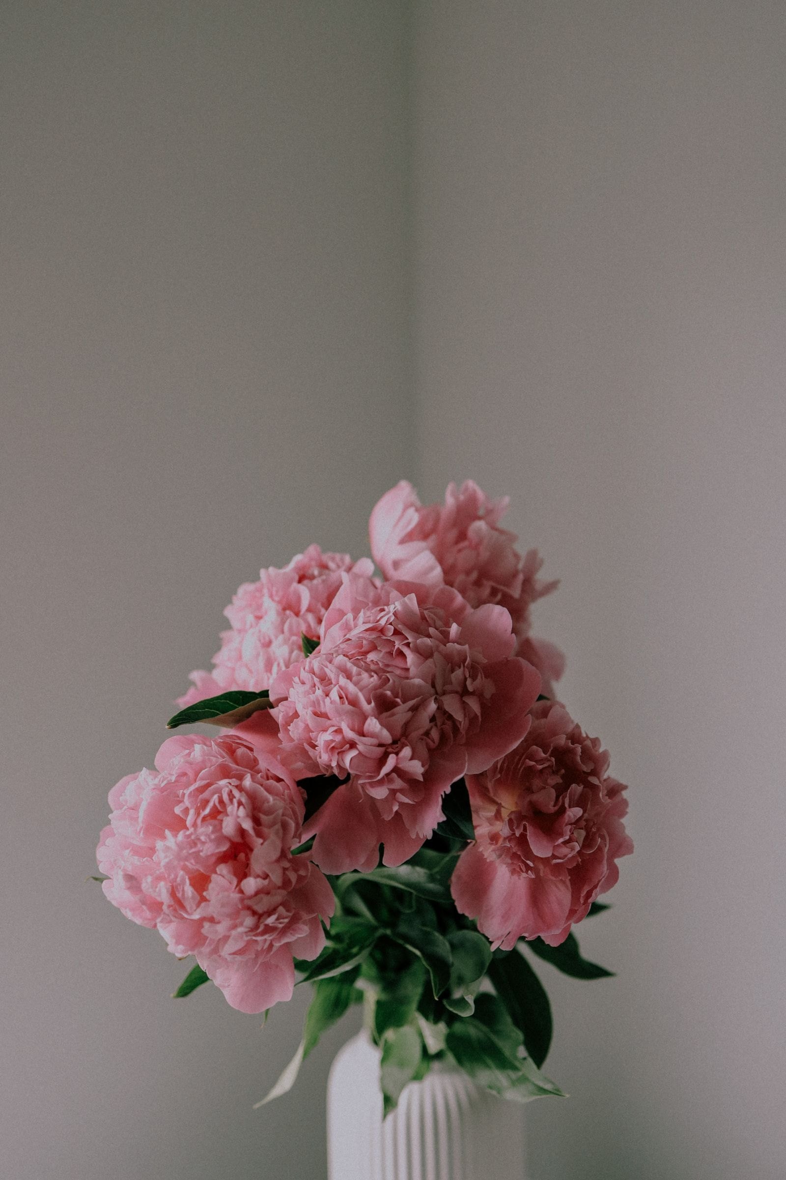 Soft pink peonies in a white vase against a grey wall