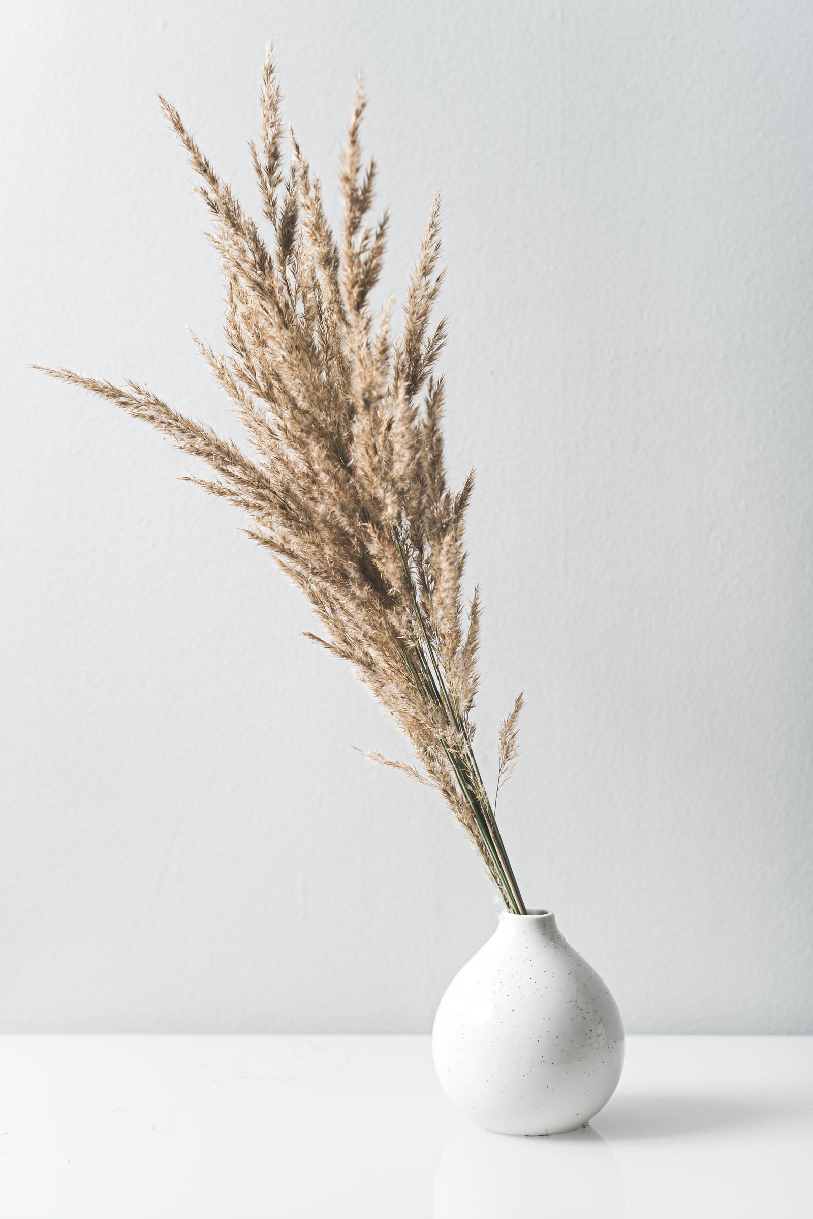 A white vase with pale pampas grass in soft light