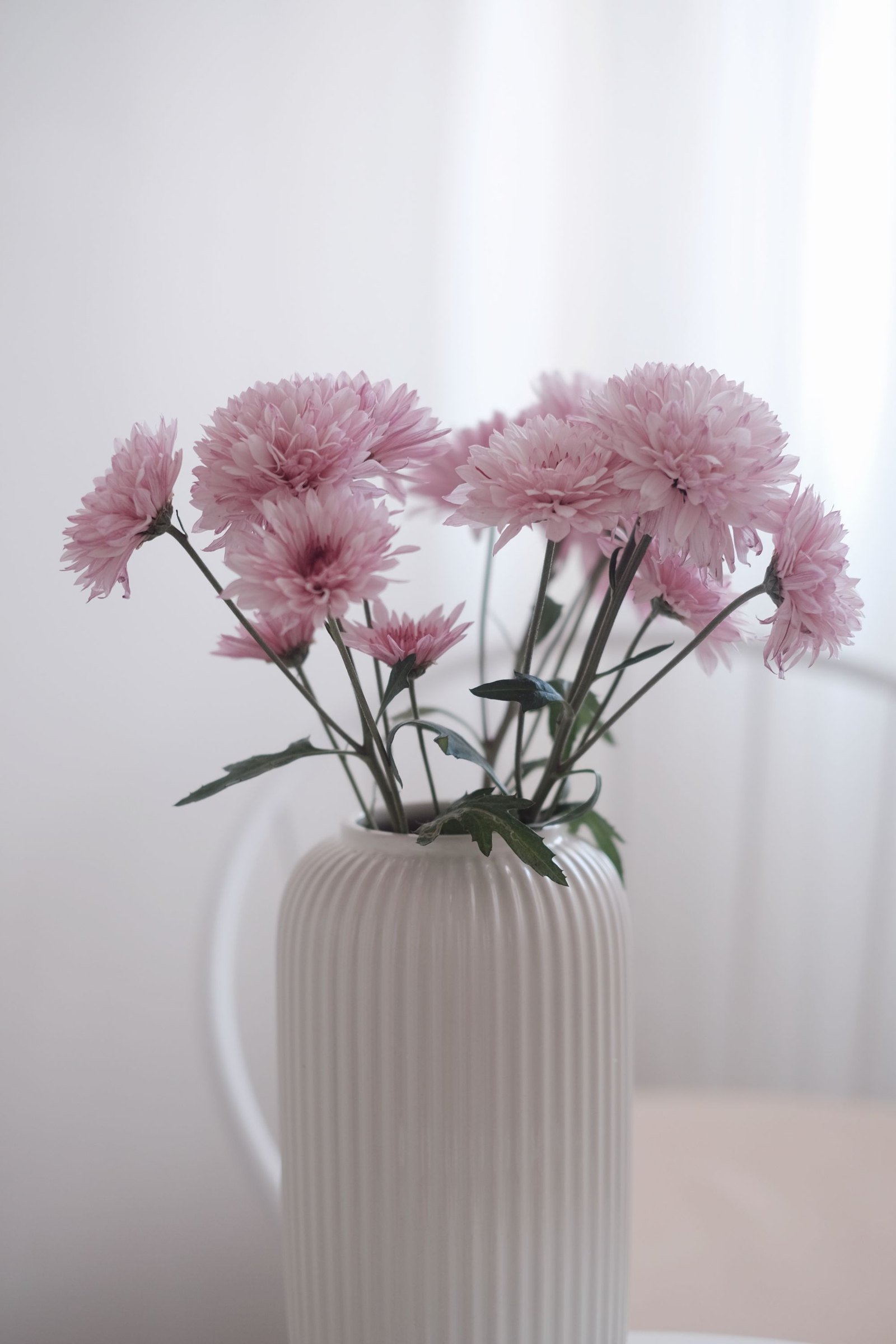 Soft pink flowers in a white ribbed vase by a bright window