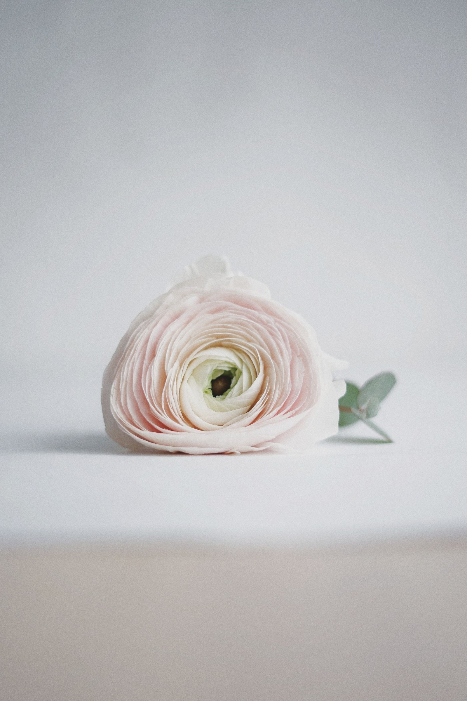 A single pale pink ranunculus resting on a soft grey surface